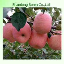 Sweety FUJI Apple From China